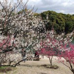 佐布里池　緑と花のふれあい公園梅祭り